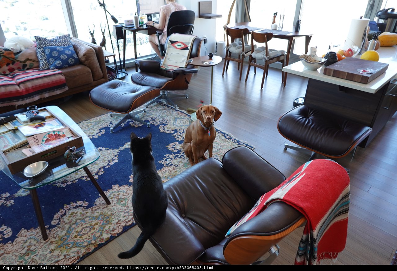 Furry Friends on the Living Room Couch