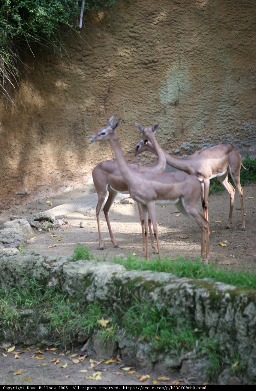 Majestic Wildlife