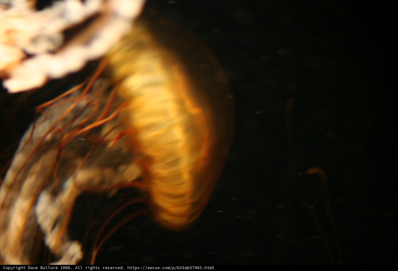 Glow in the Dark Jellyfish