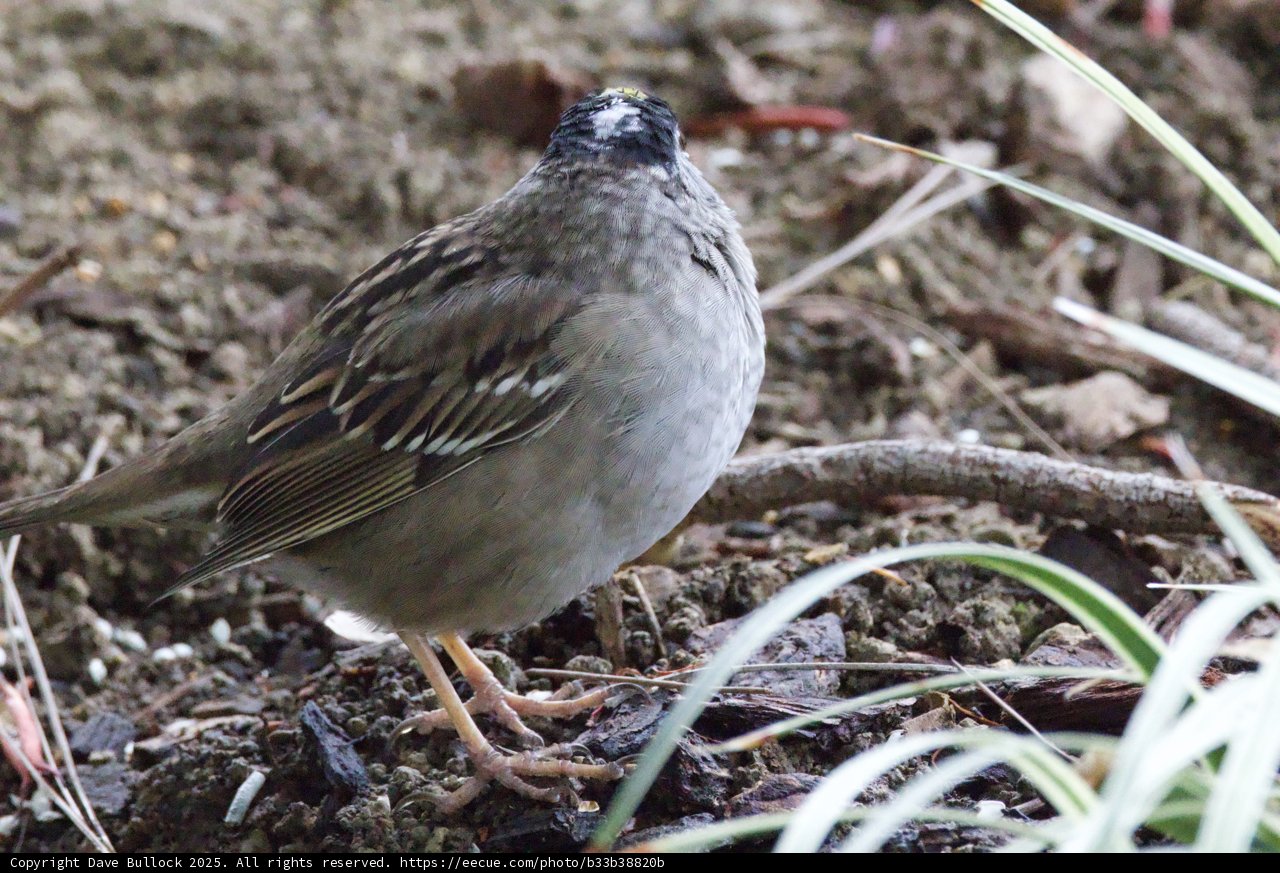 Peaceful Sparrow in the Wild