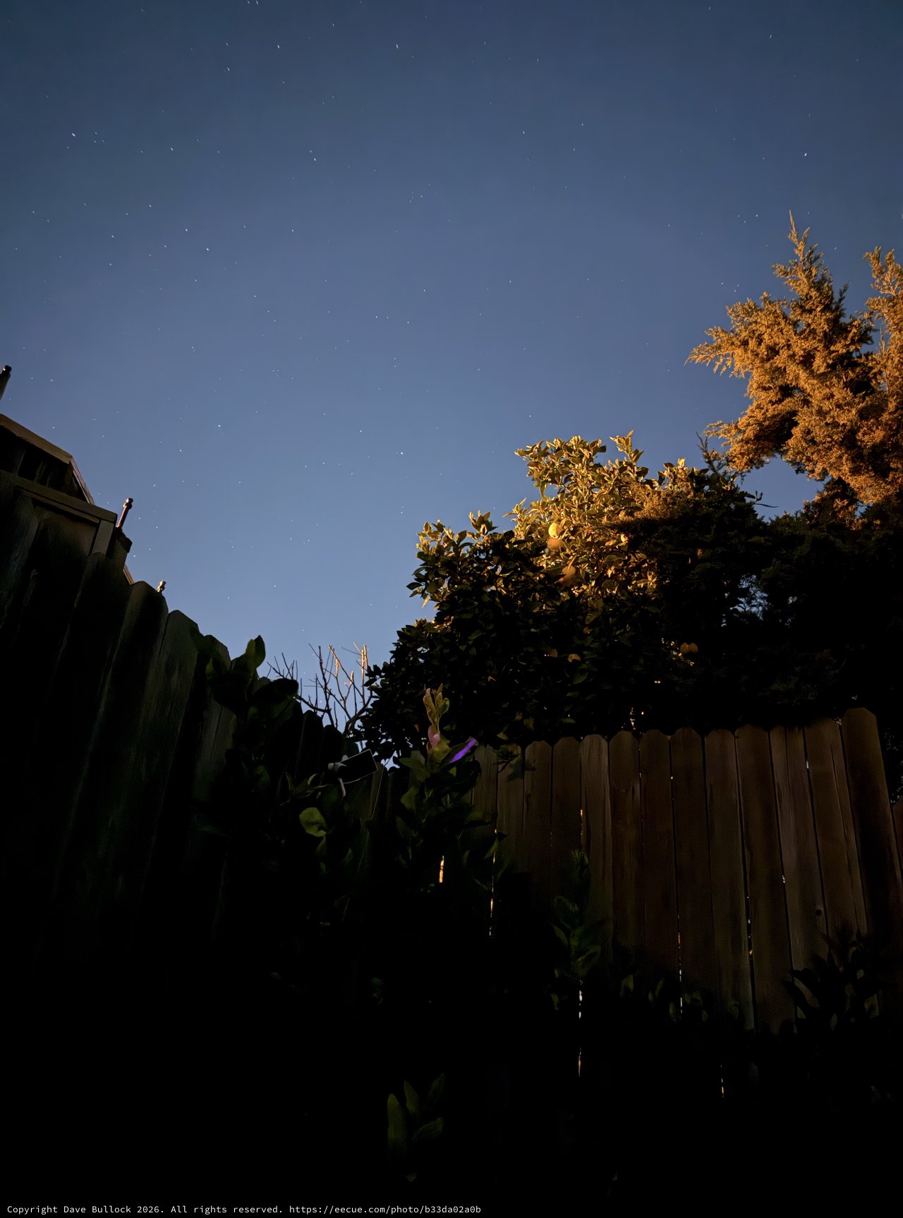 Starlit Garden at Dawn with Autumn Trees