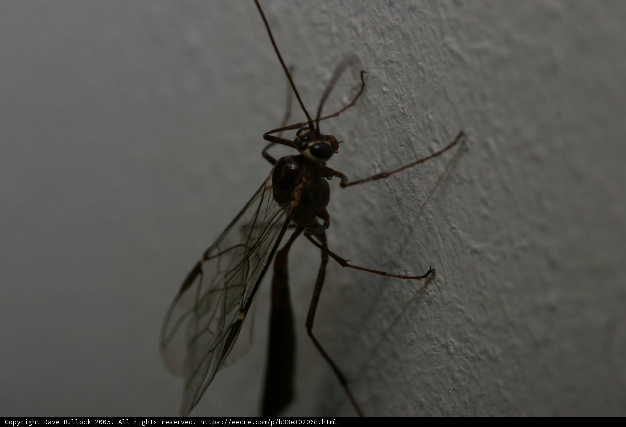 Mysterious Insect with Long Legs and Antennae