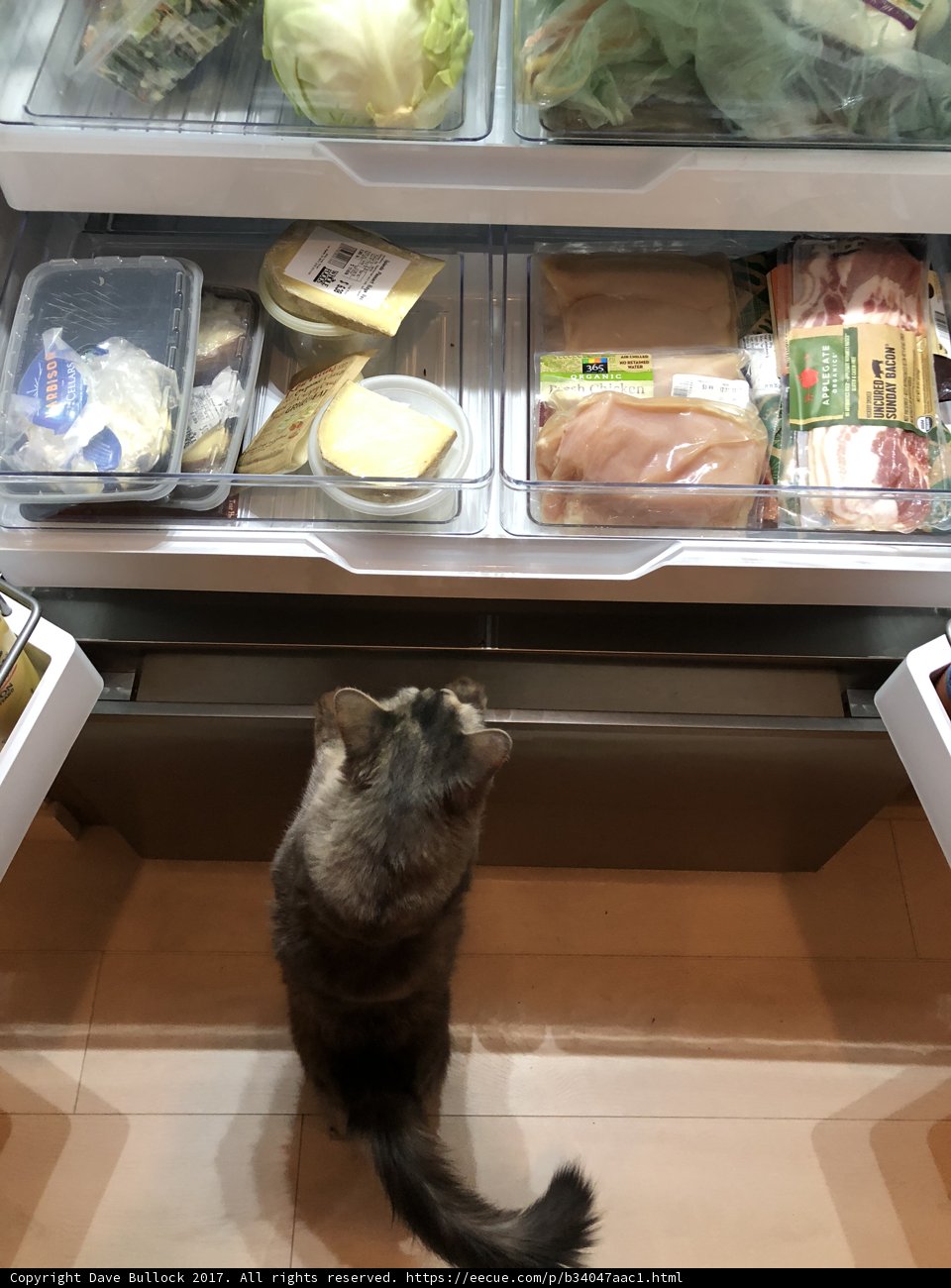 Feline Feast Finder
