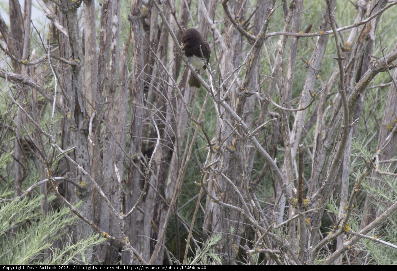Perched Amongst the Branches