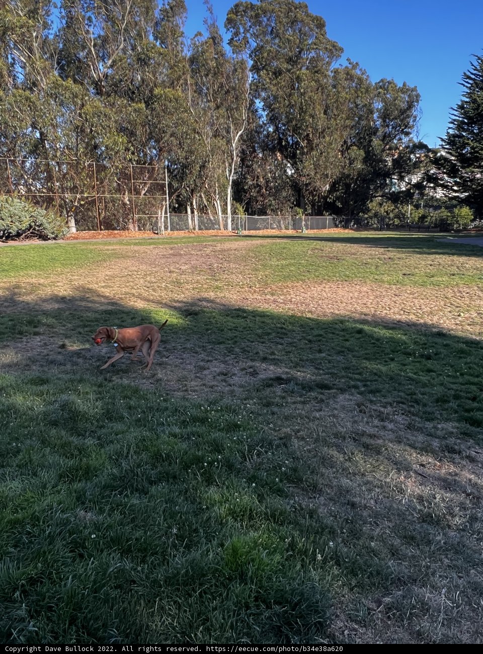 Canine Stroll through Nature's Scenic Path