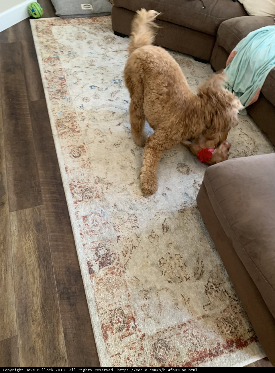 Playtime on the Rug