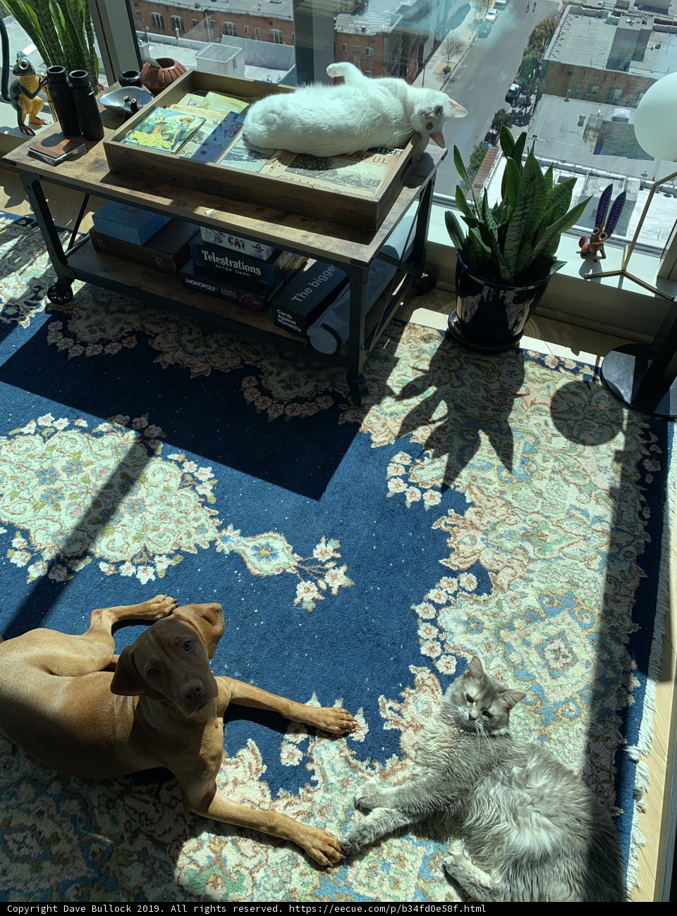 Furry Companions in the Living Room