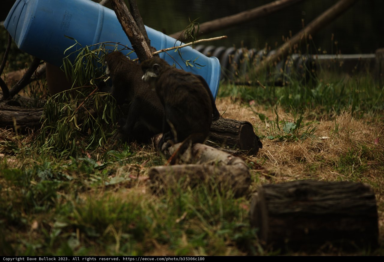 The Serene Monkey on the Log