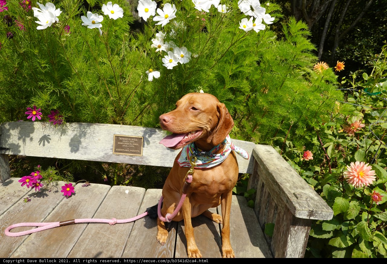 Herbal Hound