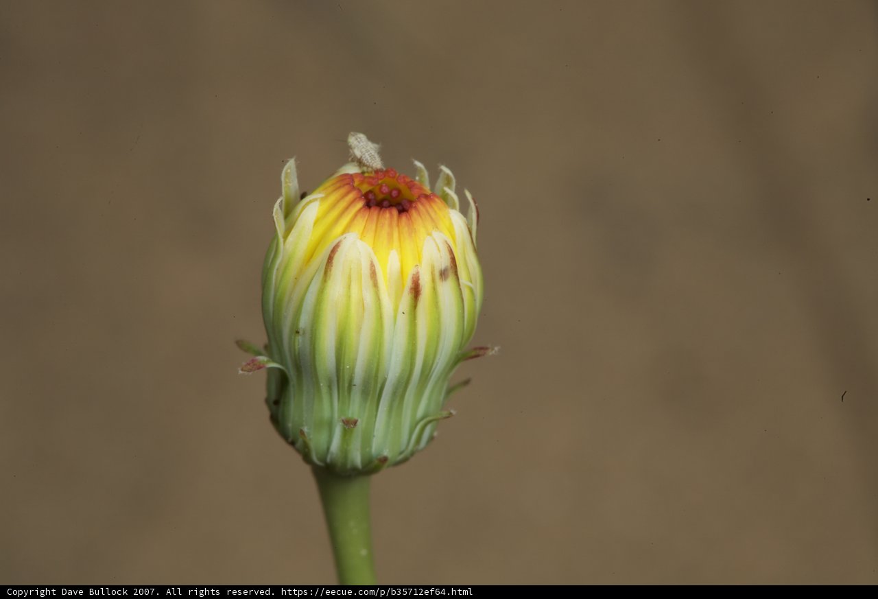 Sunny Sprout