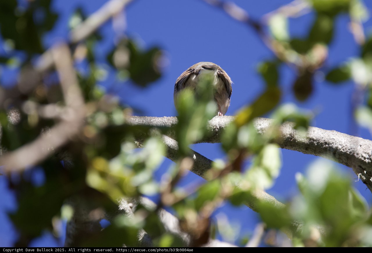 Perched in the Treetops