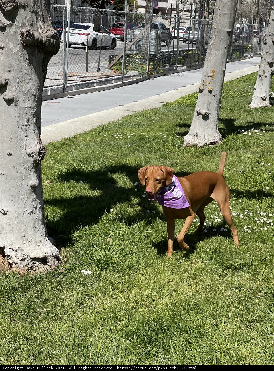 A Canine's Stroll in the Park