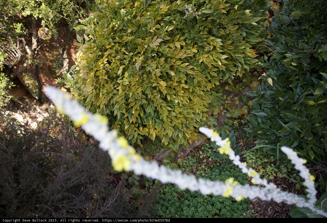 Nature's Tapestry at Thistlewyck - Filoli