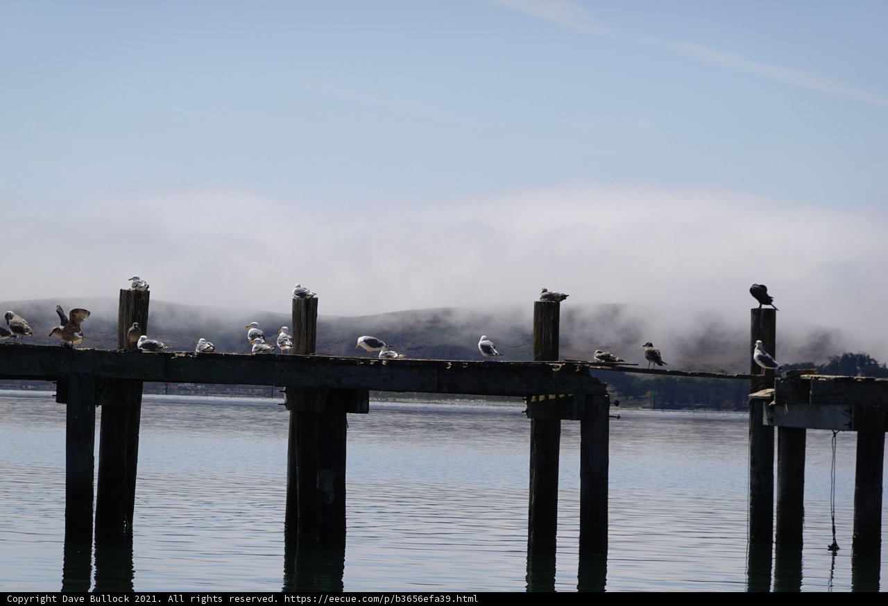 Foggy Pier with a Feathered Flock