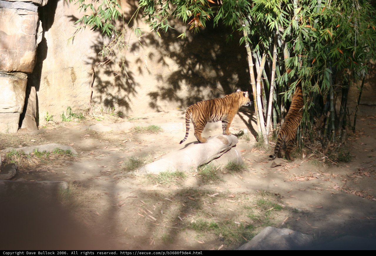 Playful Tiger Cub in the Zoo