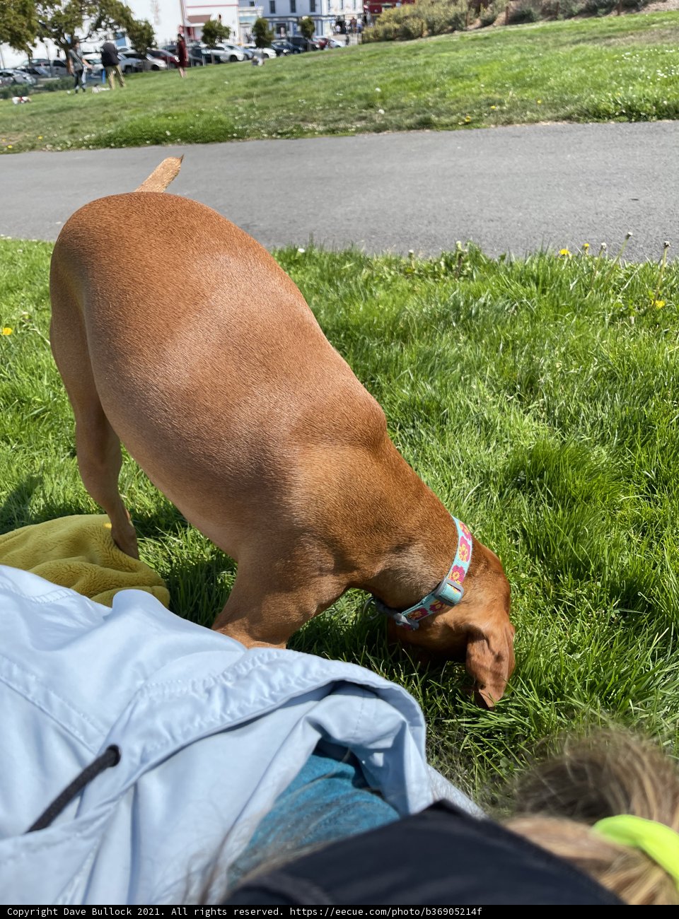 Puppy Love on the Grass