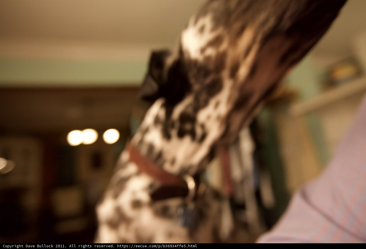 Furry Friend Alert!