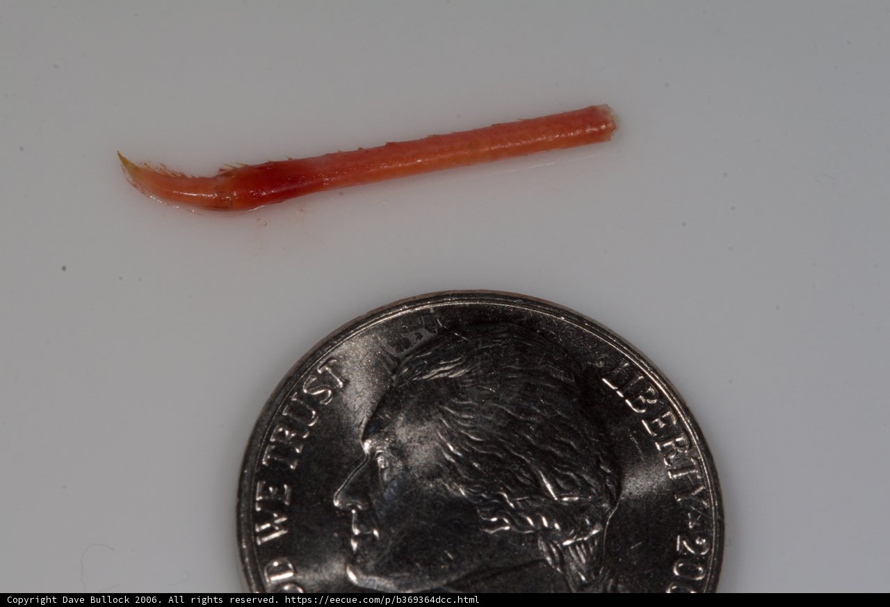 The Red Worm on a White Surface