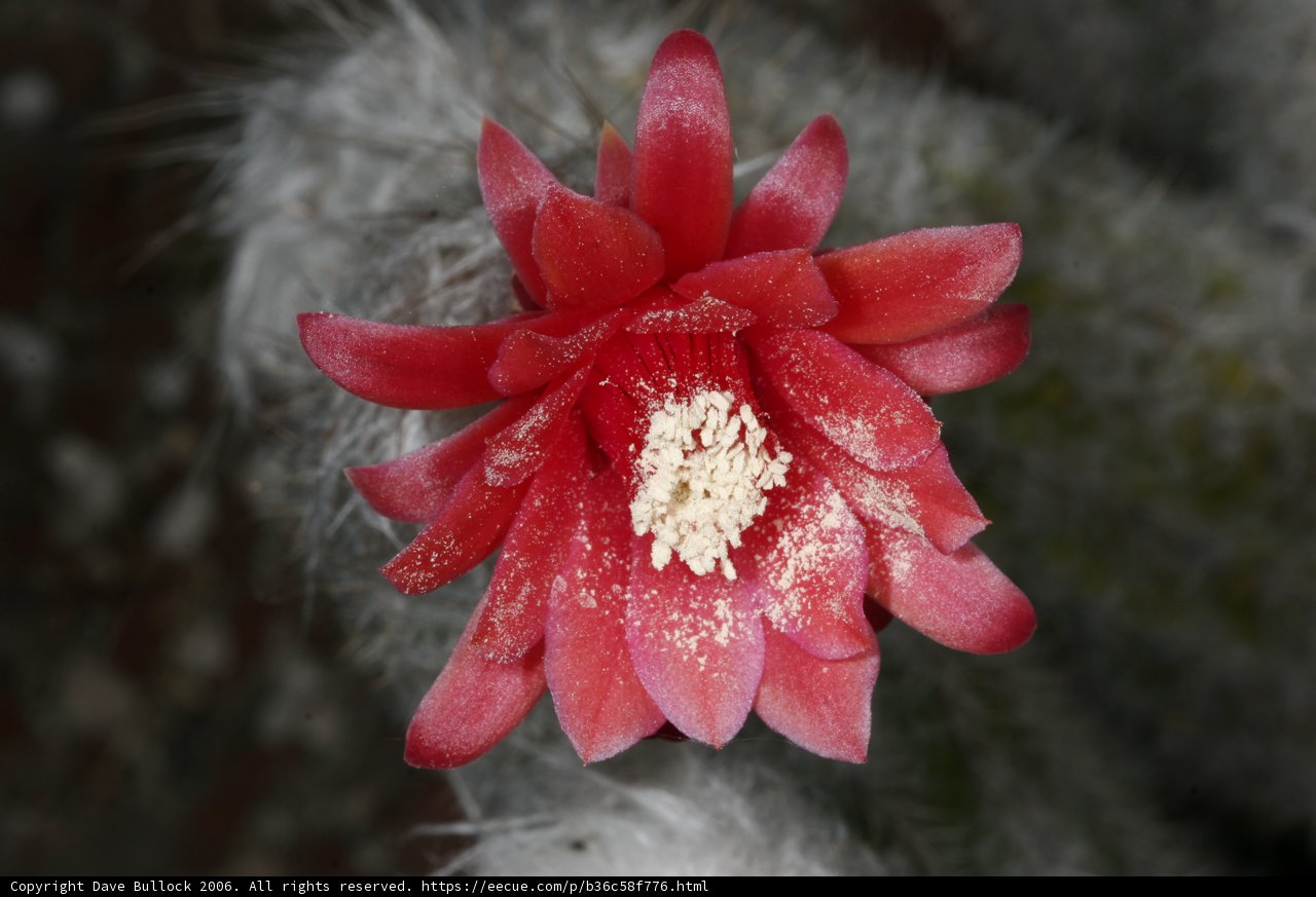 Blooming Cactus with White Petals