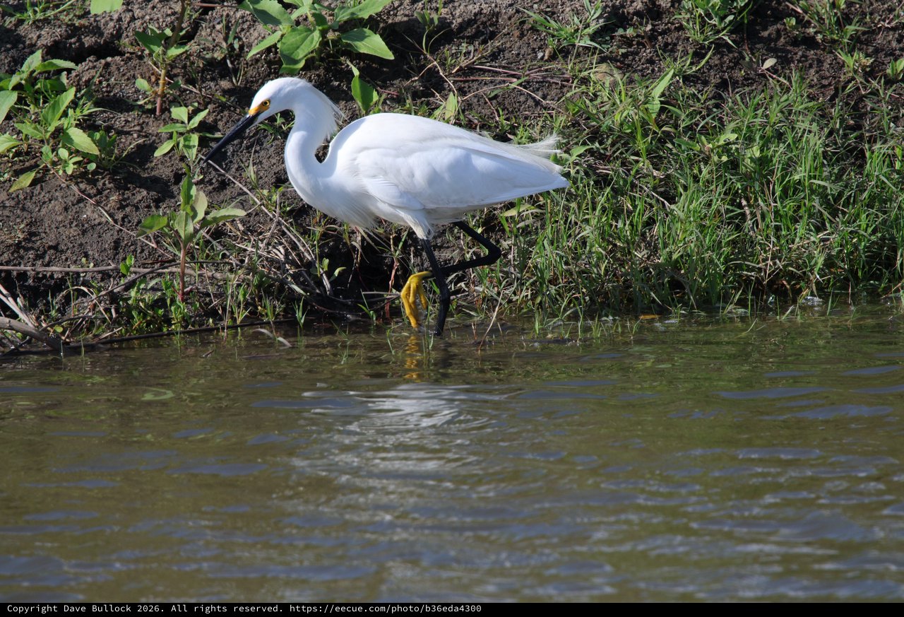 Snowy Egret Foraging Along Muddy Wetland Shore