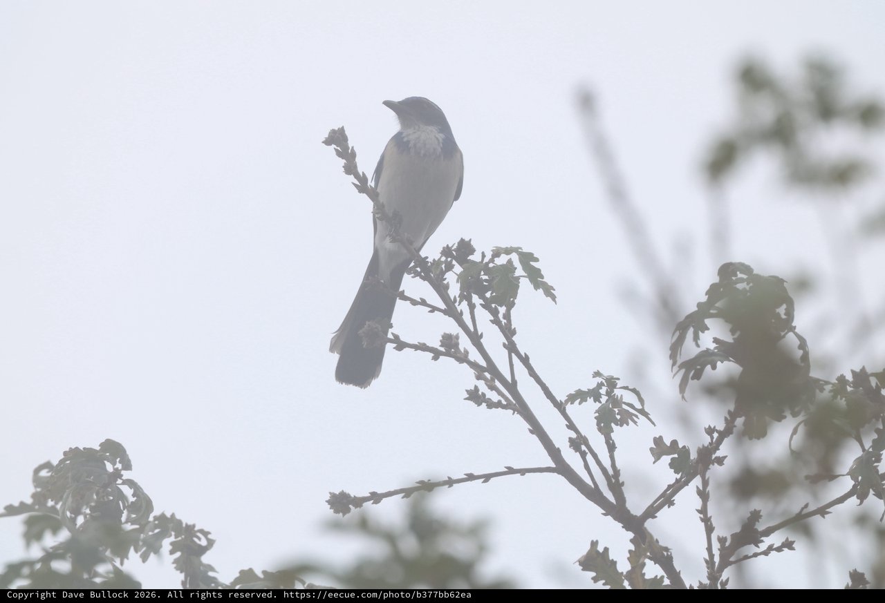 Silhouetted Bird Perched on Winter Branch