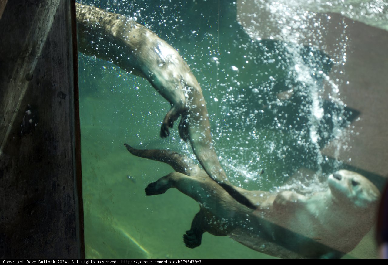 Aquatic Dance