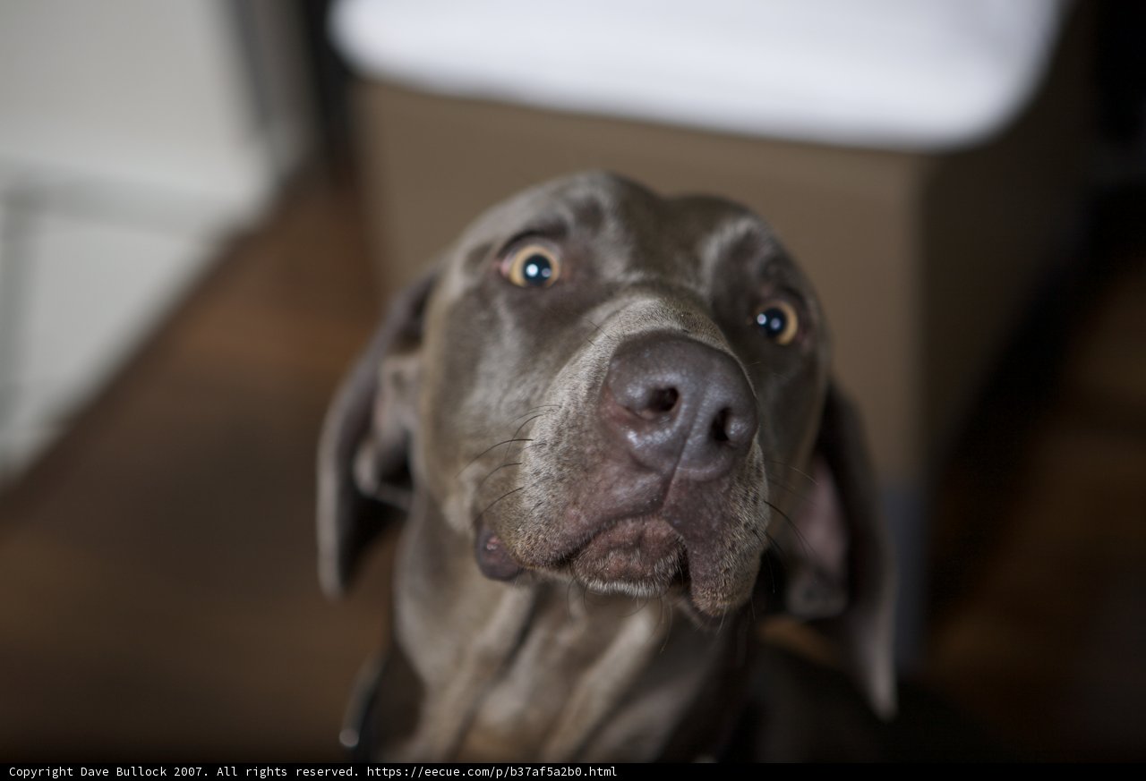 Happy Hound