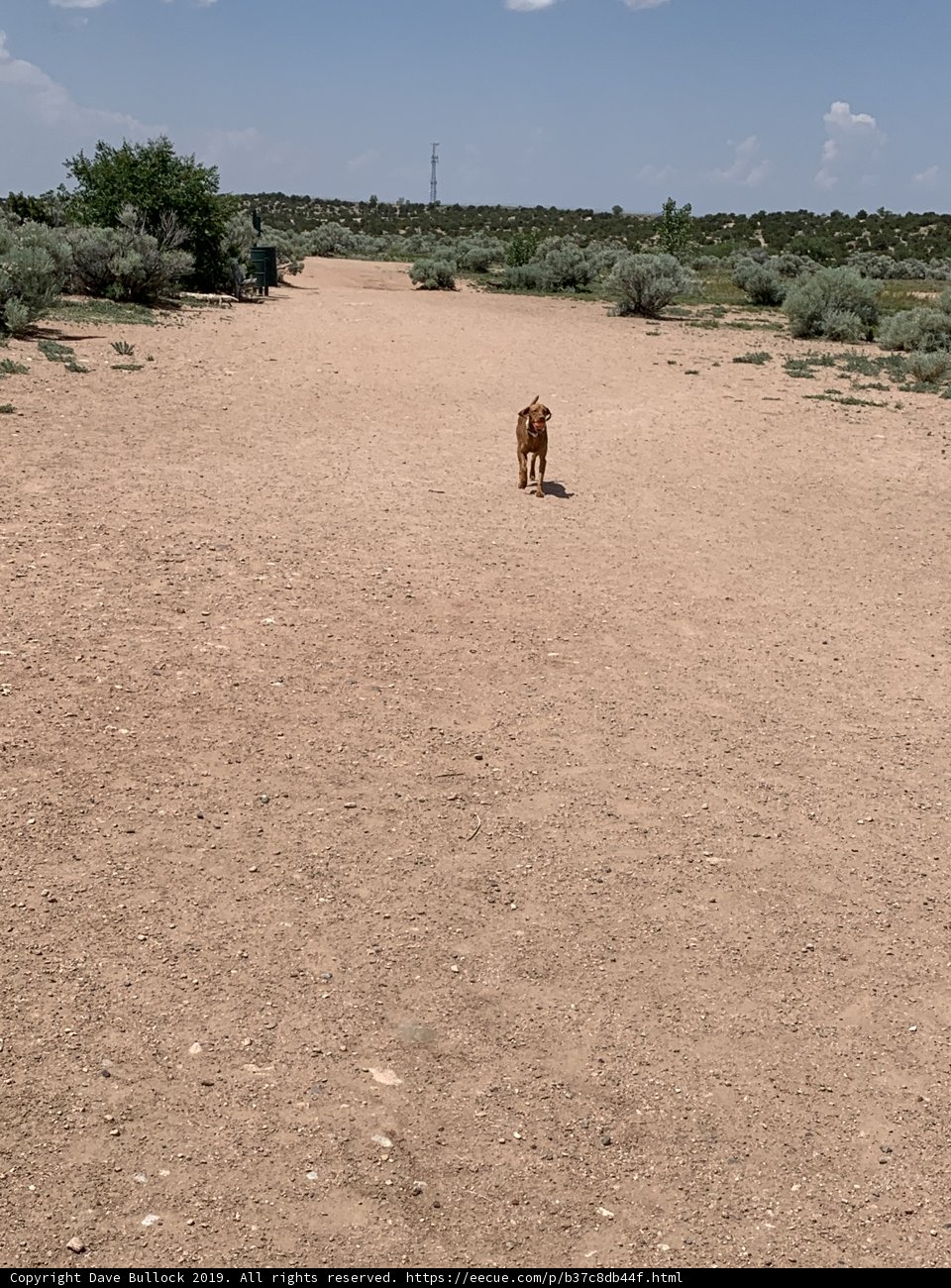 A Walk in the Desert Field