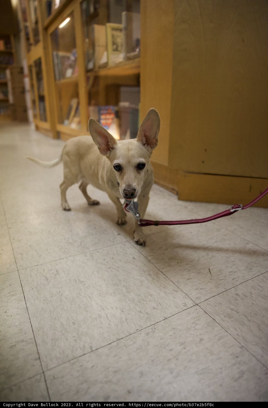 Skyela's Leash Adventure in Japan Town, 2023