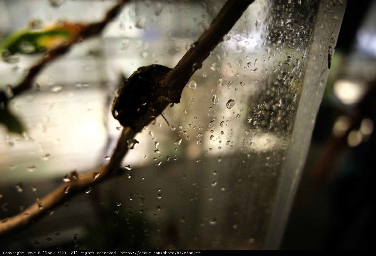 Intriguing Insect Encounter