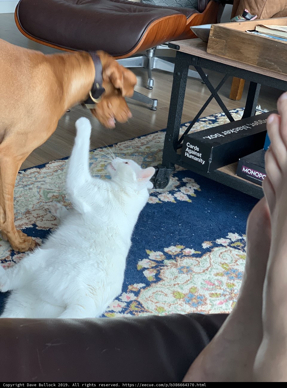 Furry Friends at Play