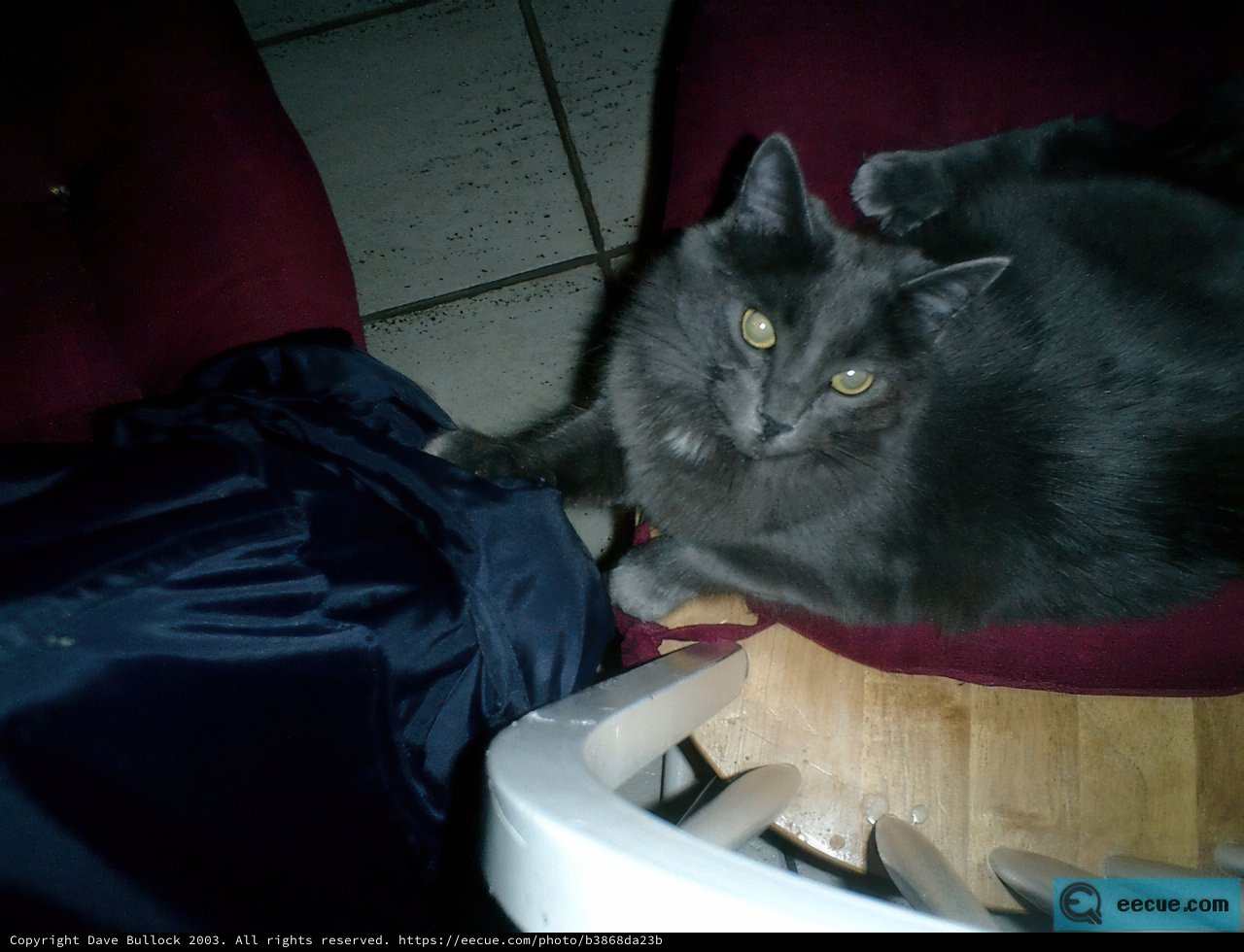 Lazy Gray Cat on the Chair