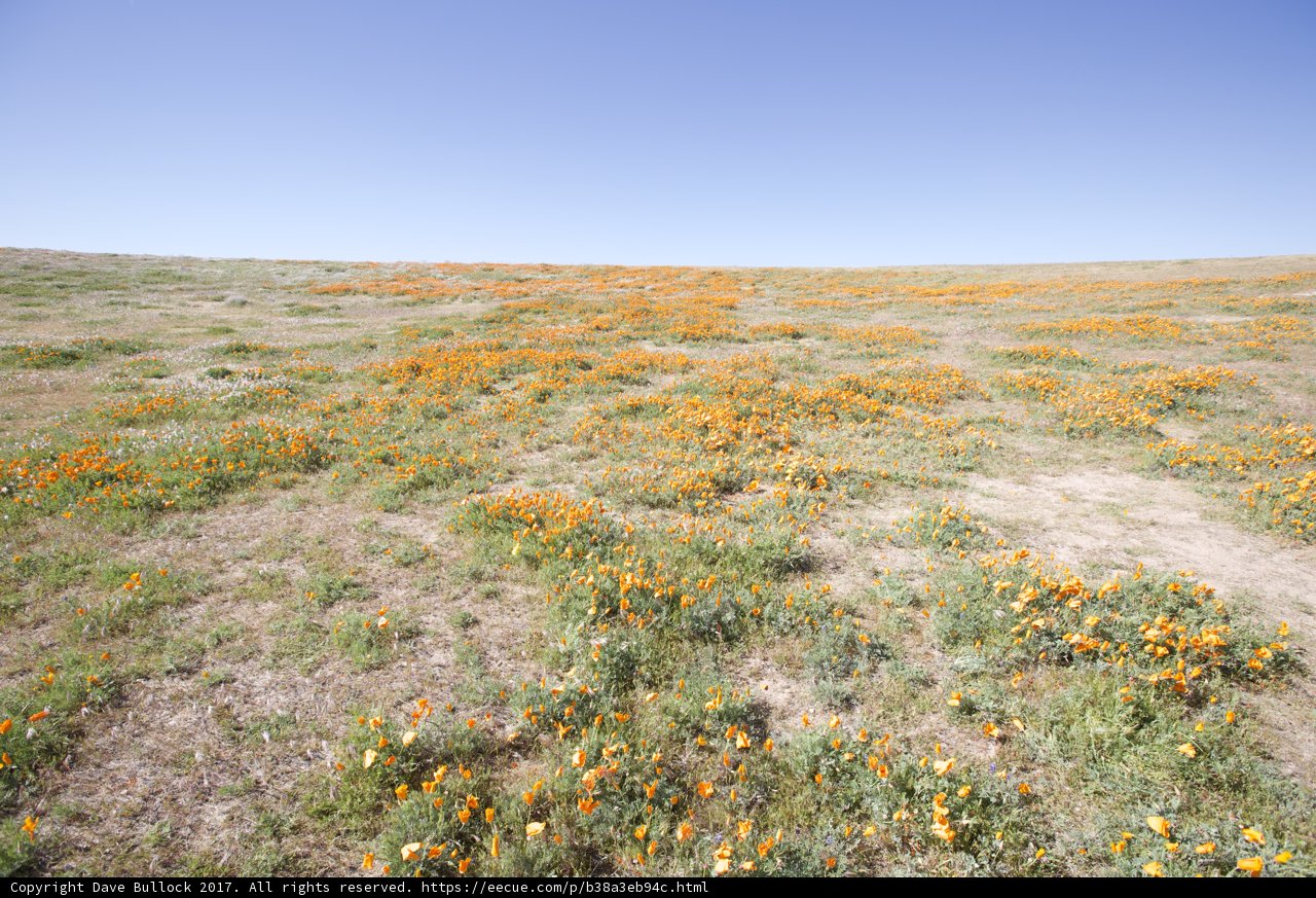 Orange Blossoms in the Mojave Desert