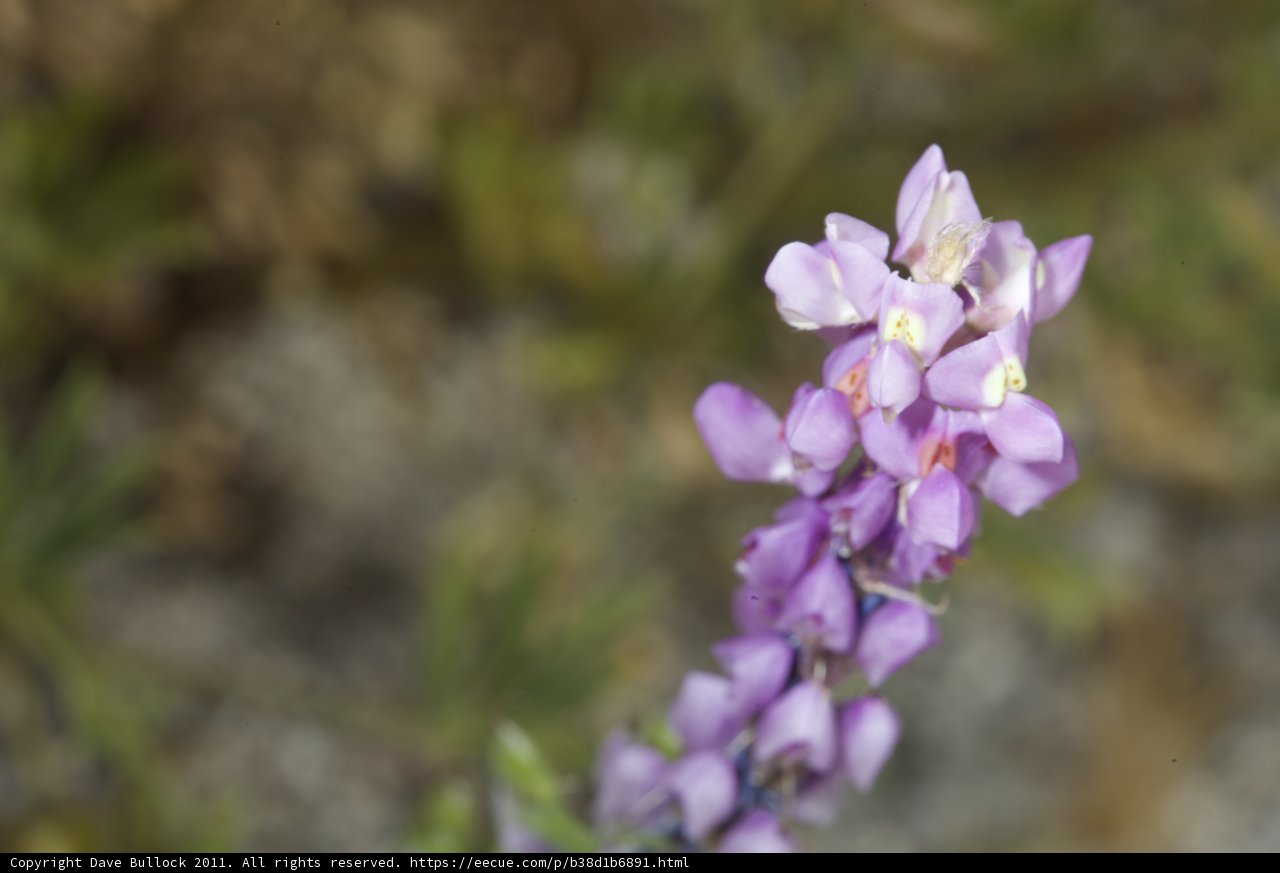 Purple Snapdragon Flower