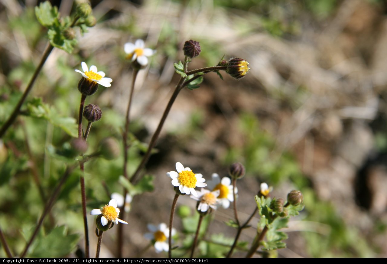 Sweet Daisy Garden