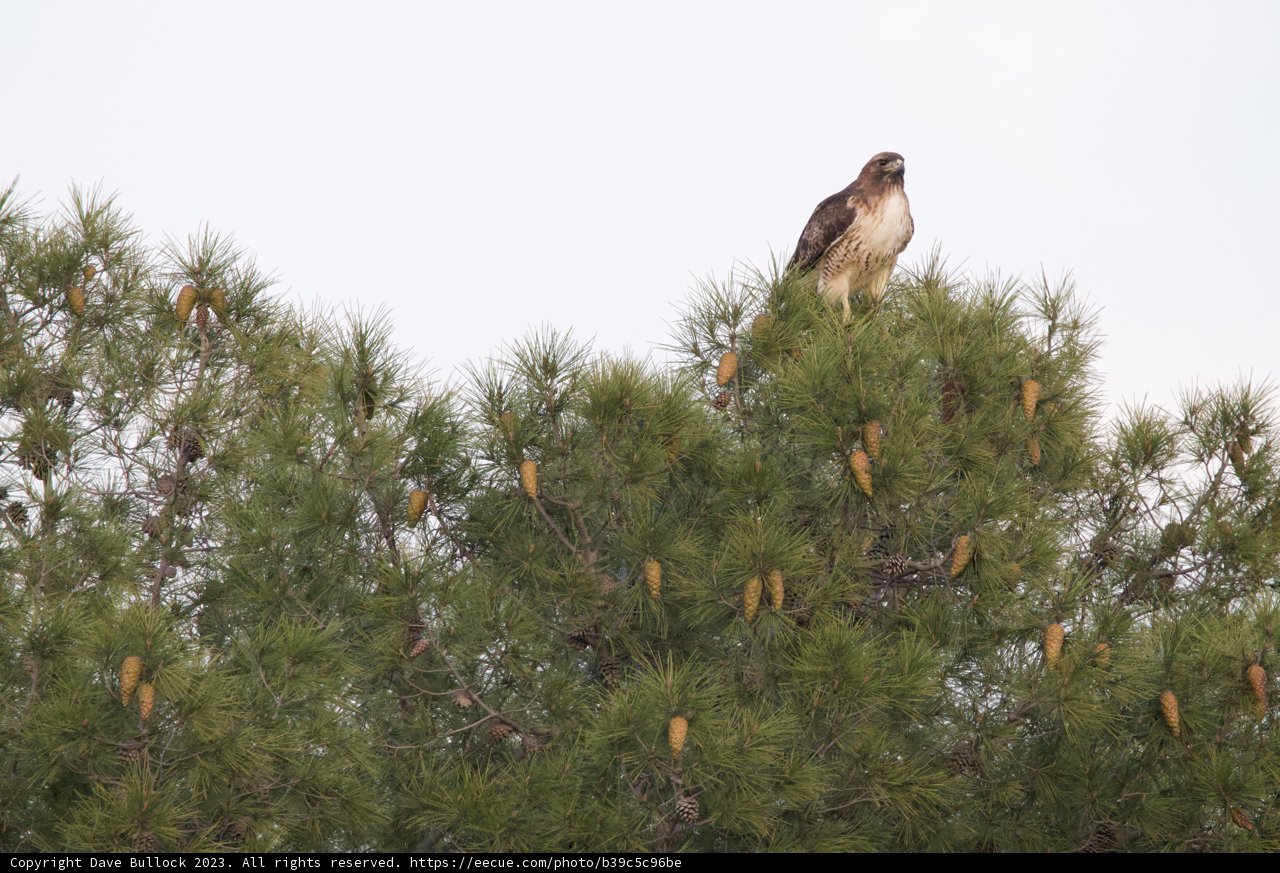 Perched Majesty: The Hawk's Repose