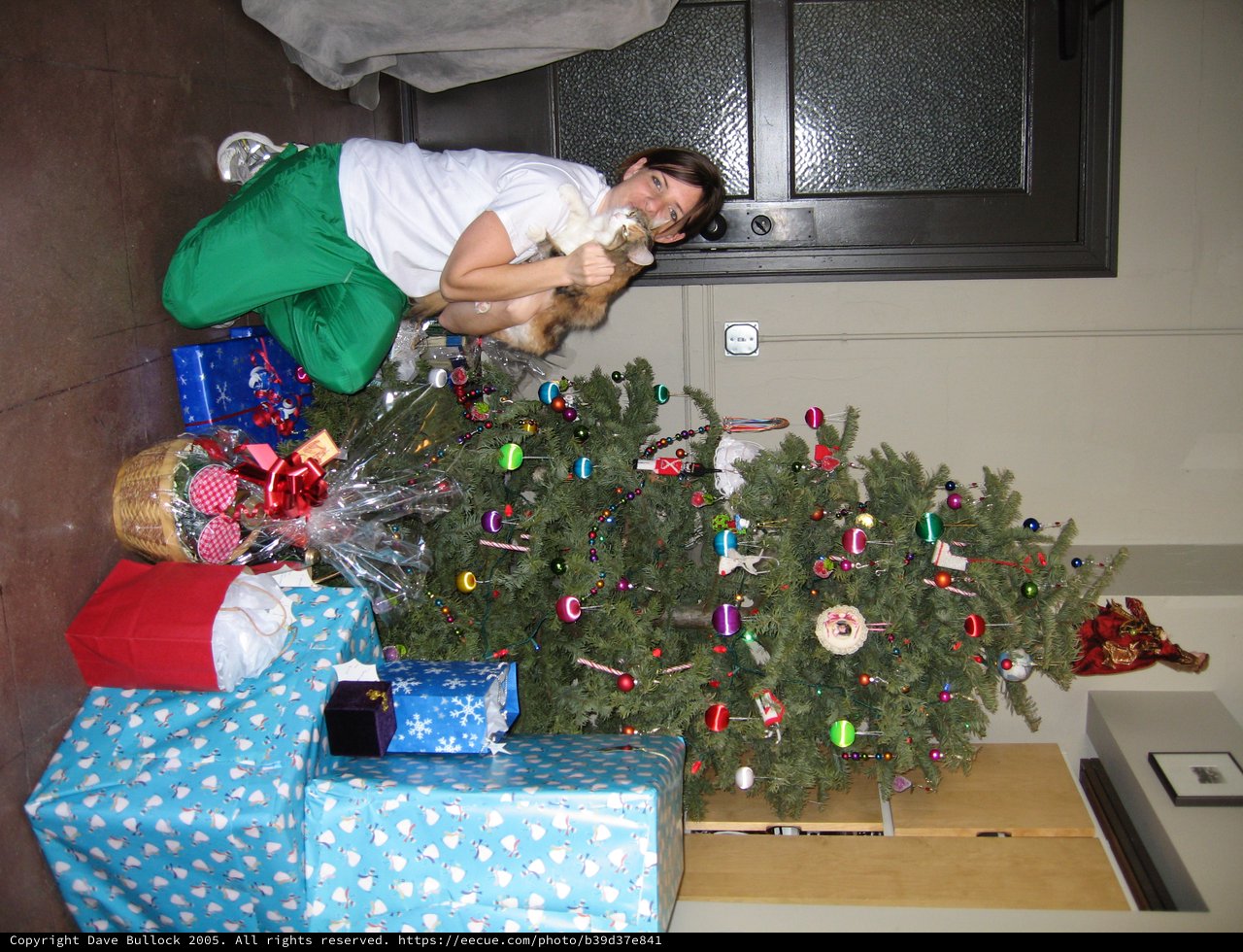 Christmas Eve Celebration with Cat and Decorated Tree