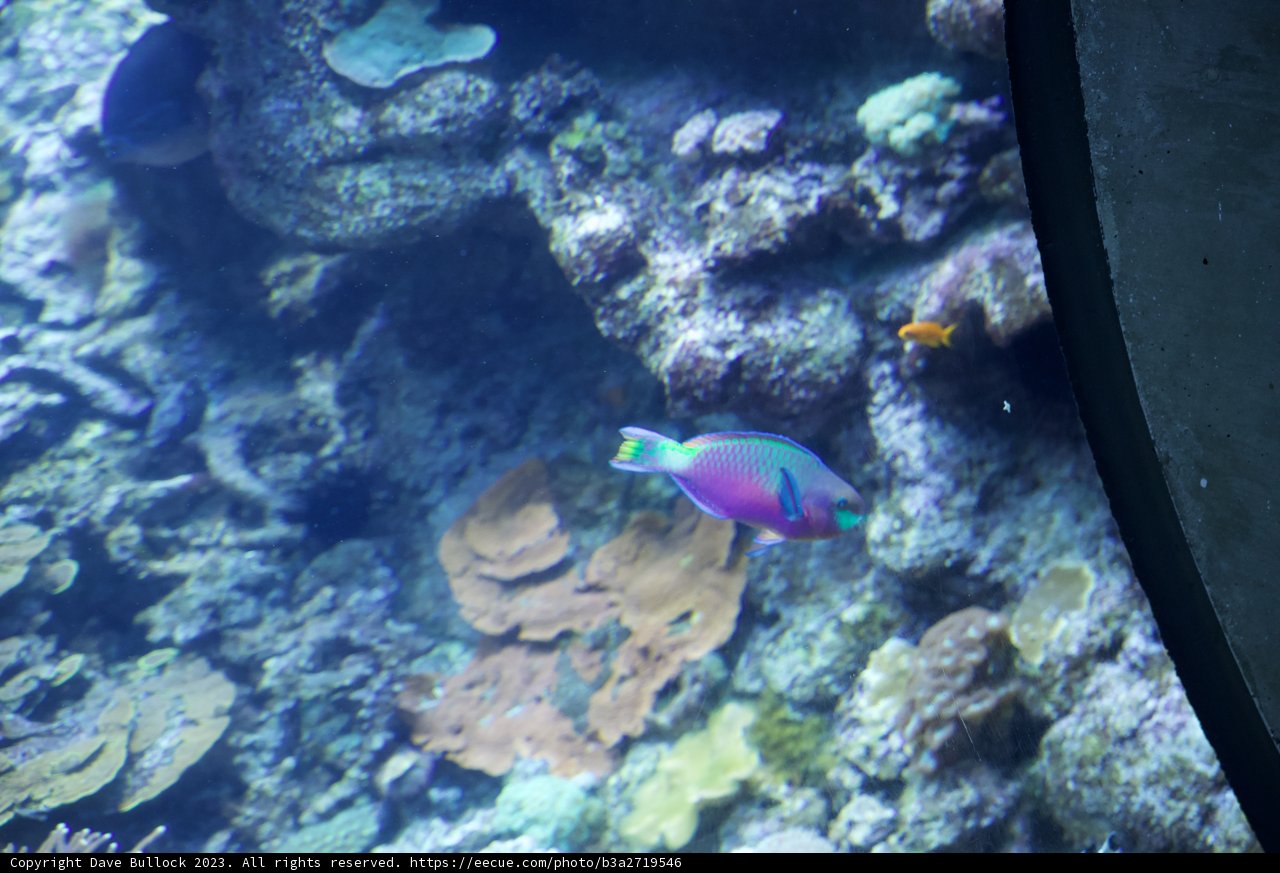 Underwater Splendor - The Aquatic Ecosystem