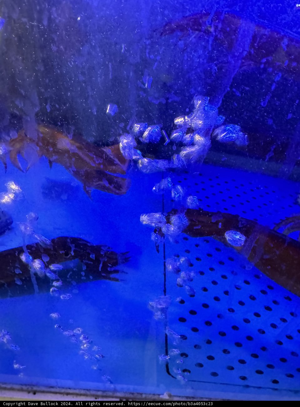 Seoul's Serene Underwater Symphony