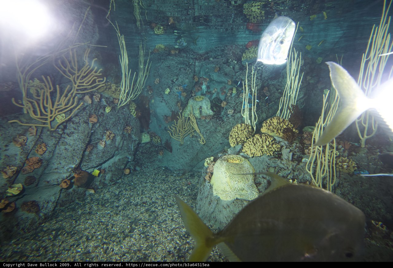 Underwater Angelfish