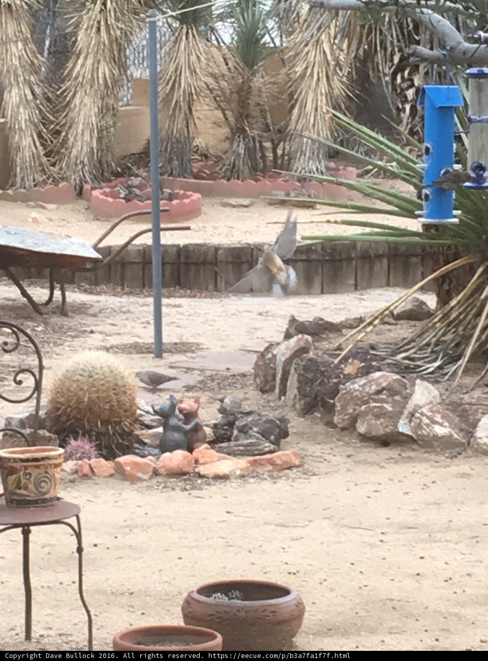 Flight over the Cactus