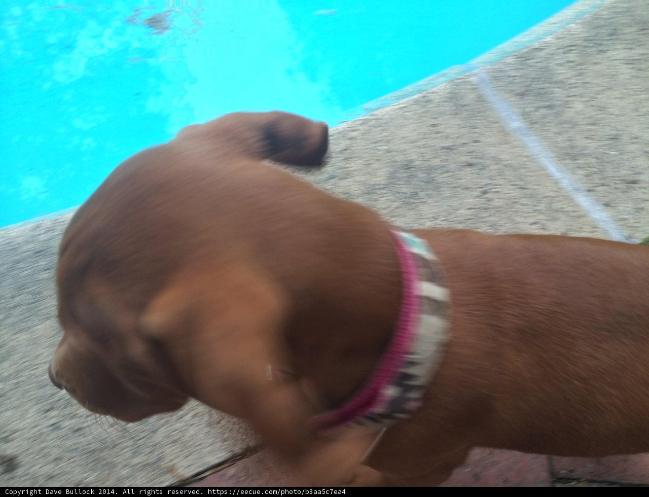 Poolside Pup