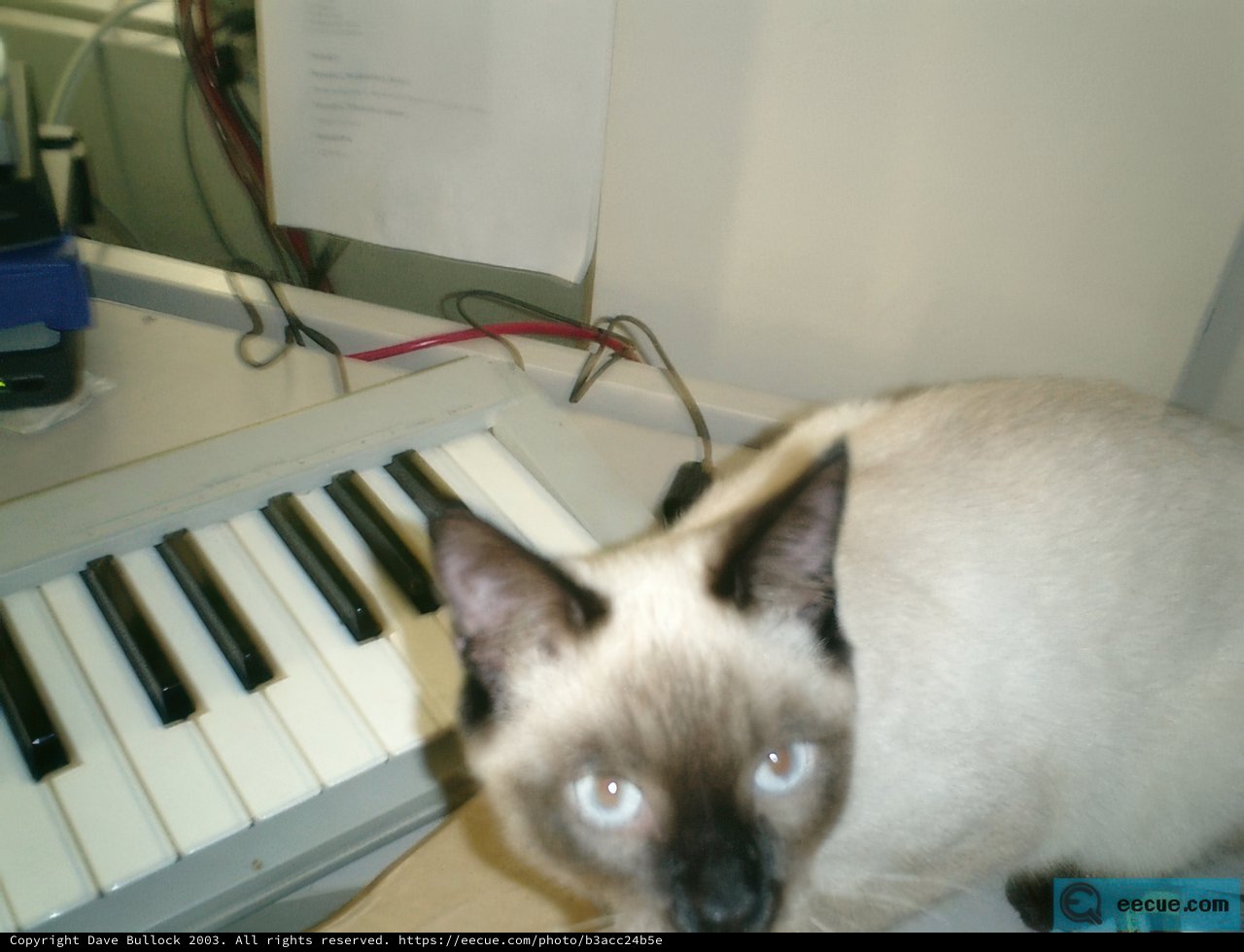 Feline Musician