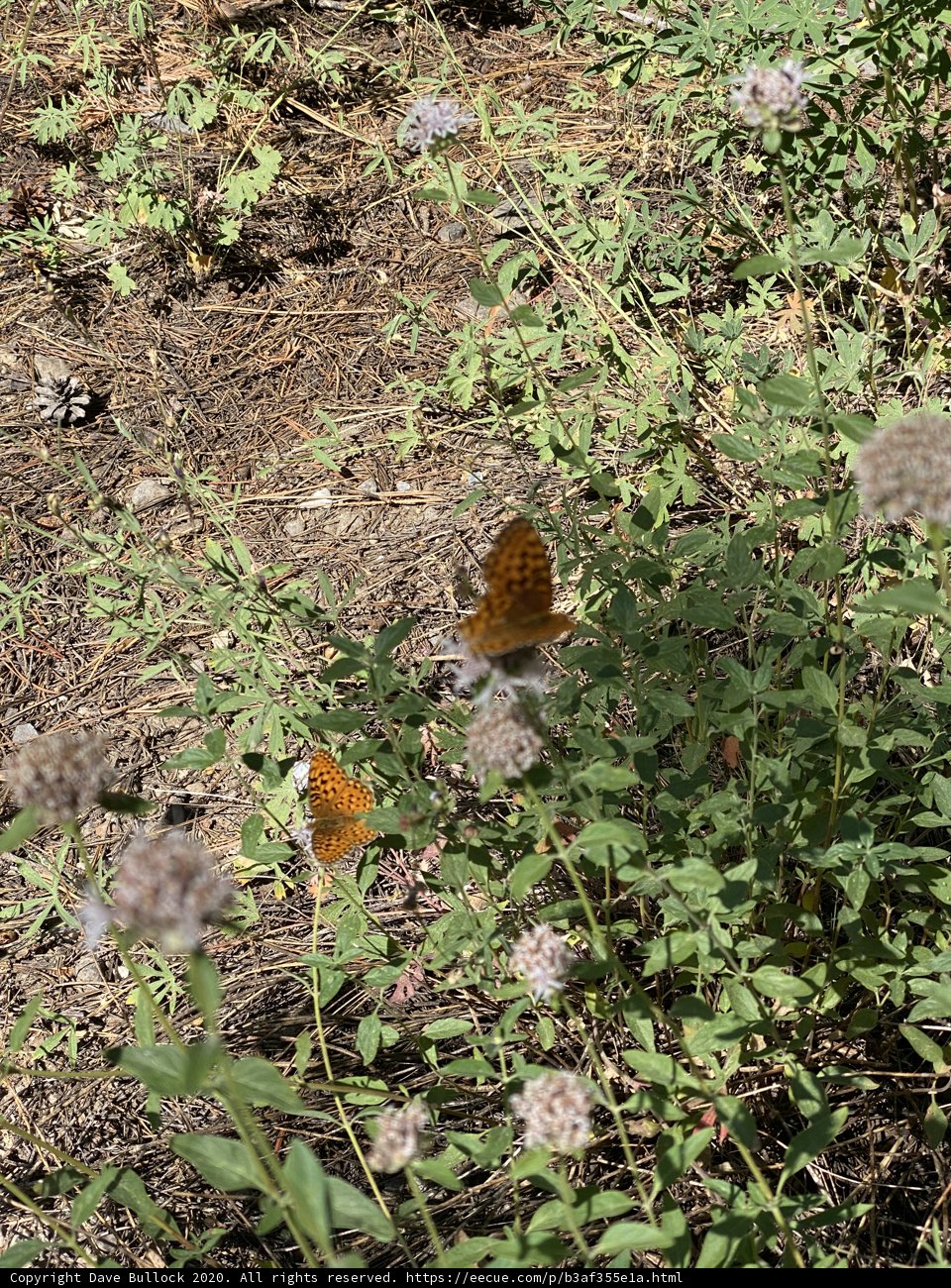 Garden Guests