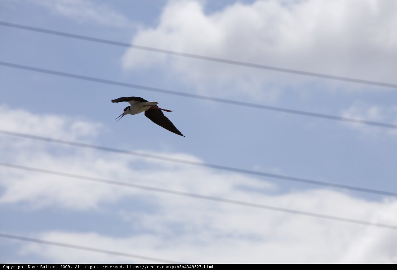 Majestic Flight
