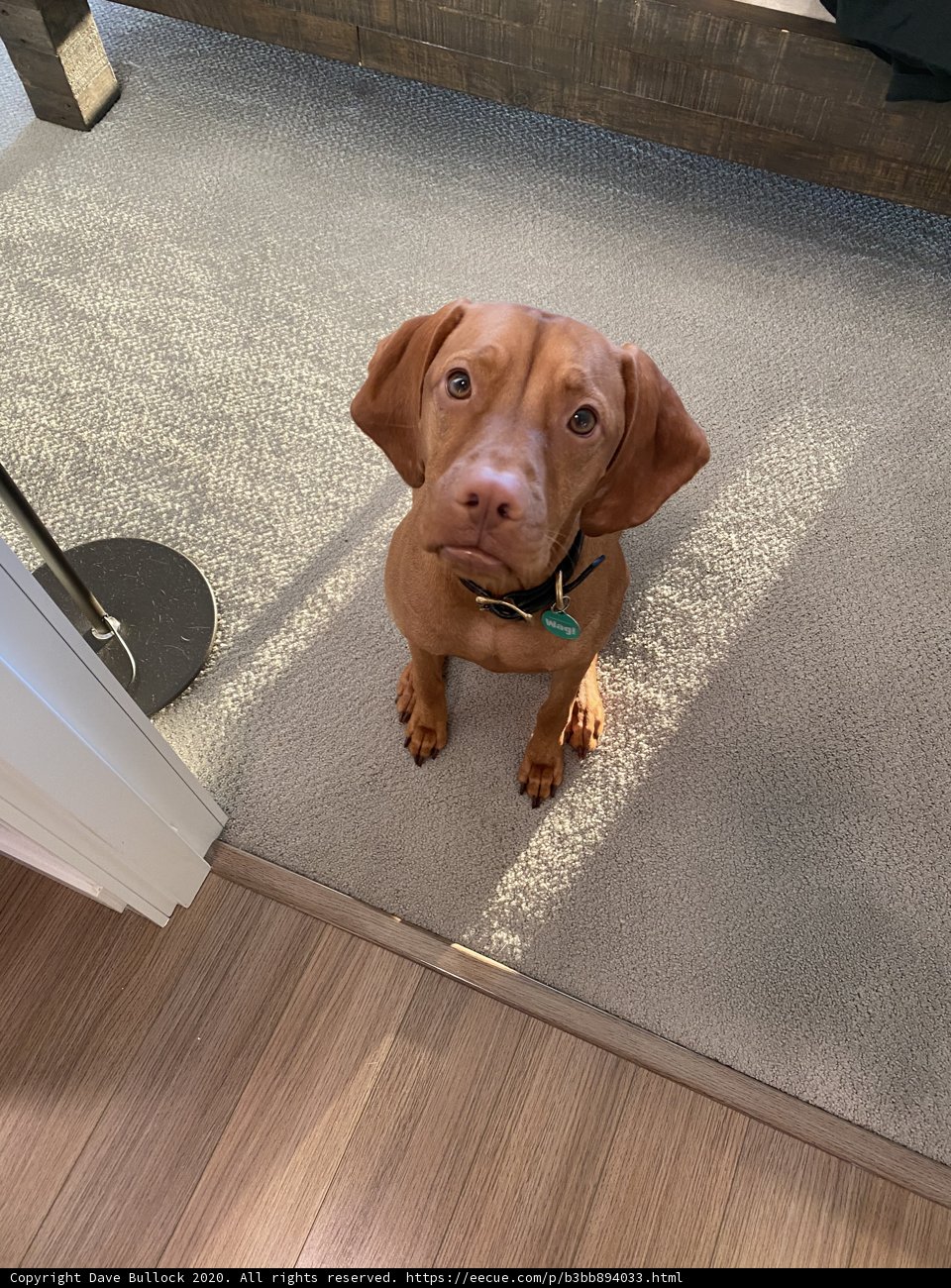 Floor-Sitting Canine