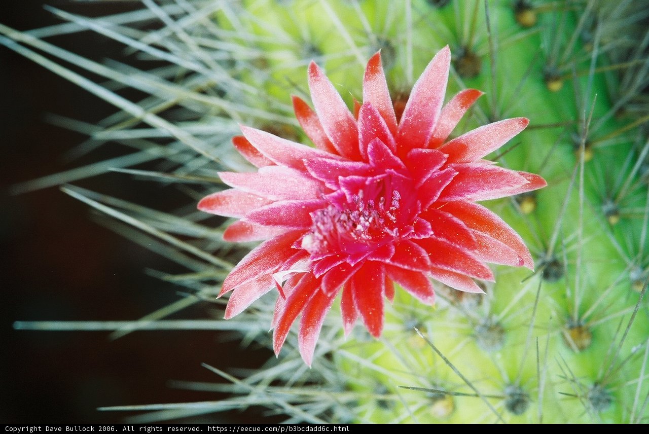 Red Flower Blooming on the Cactus