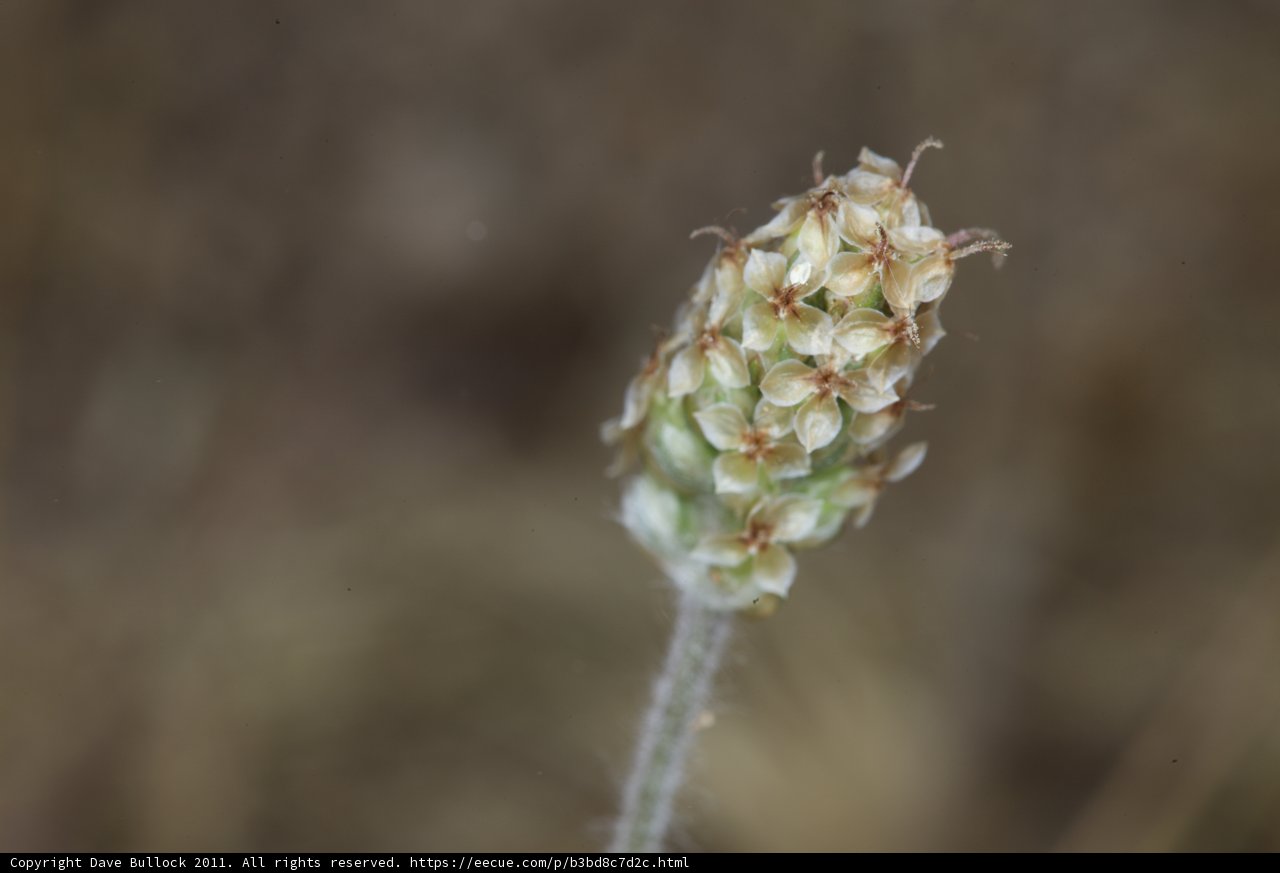 Bud of the Anza Plant