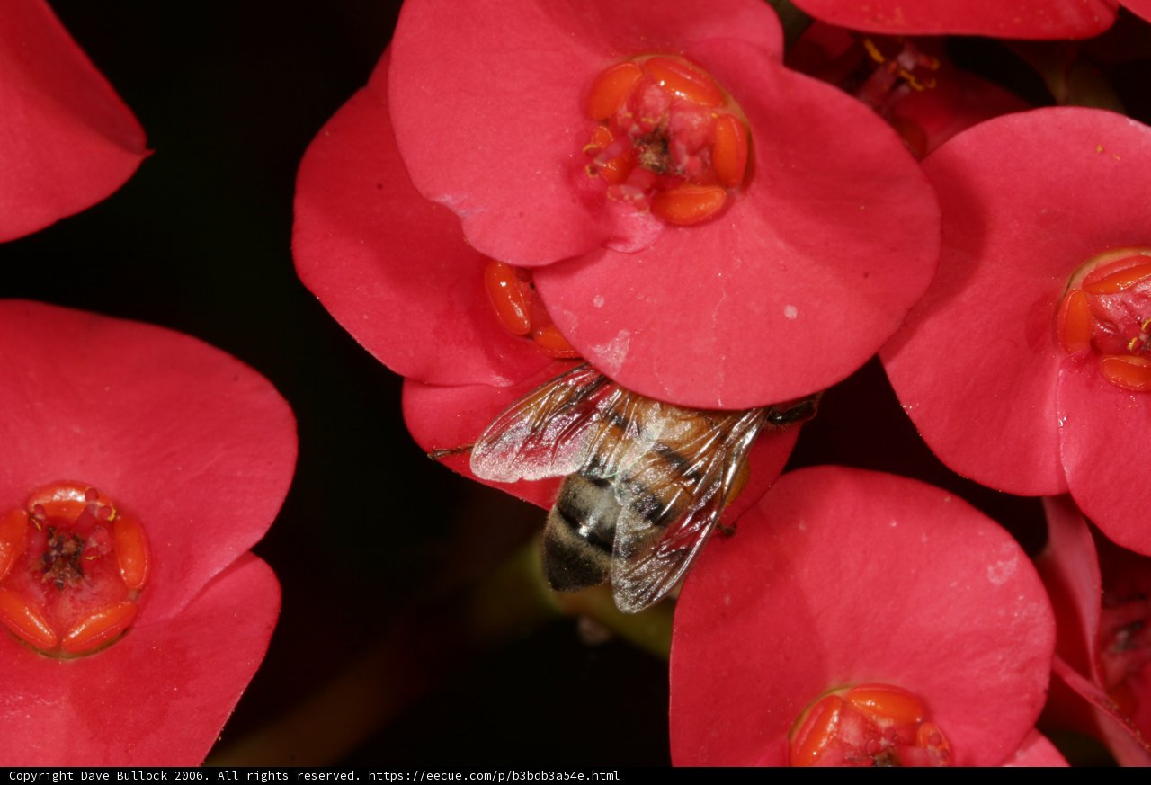 Red Blossom Visitor