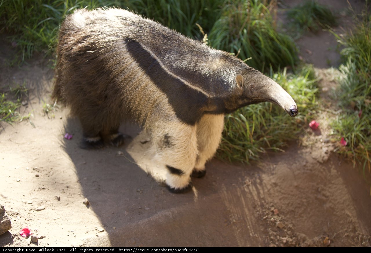 Majestic Anteater at SF Zoo